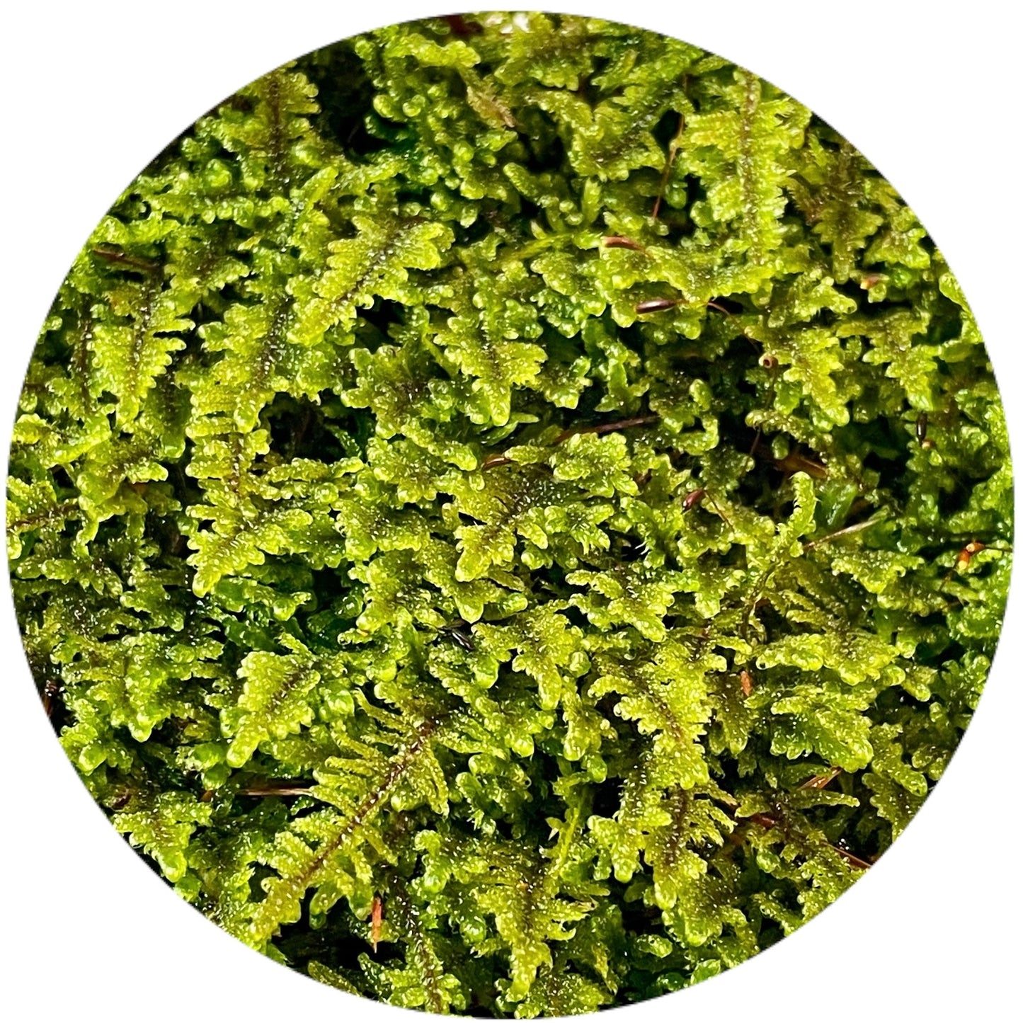 Greater Plait Moss - Hypnum curvifolium
