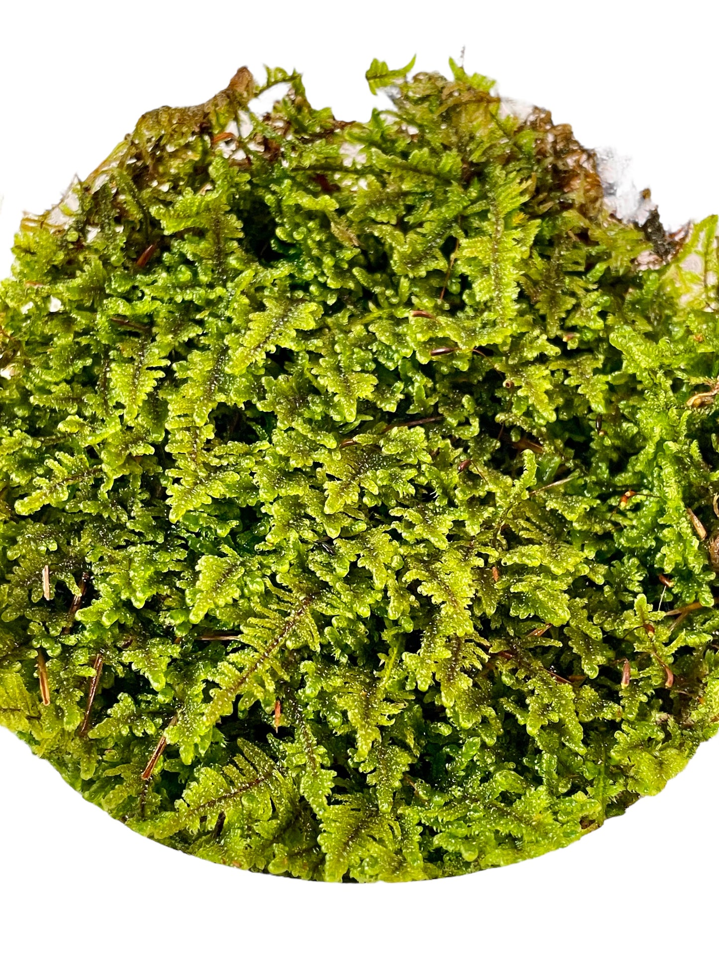 Greater Plait Moss - Hypnum curvifolium