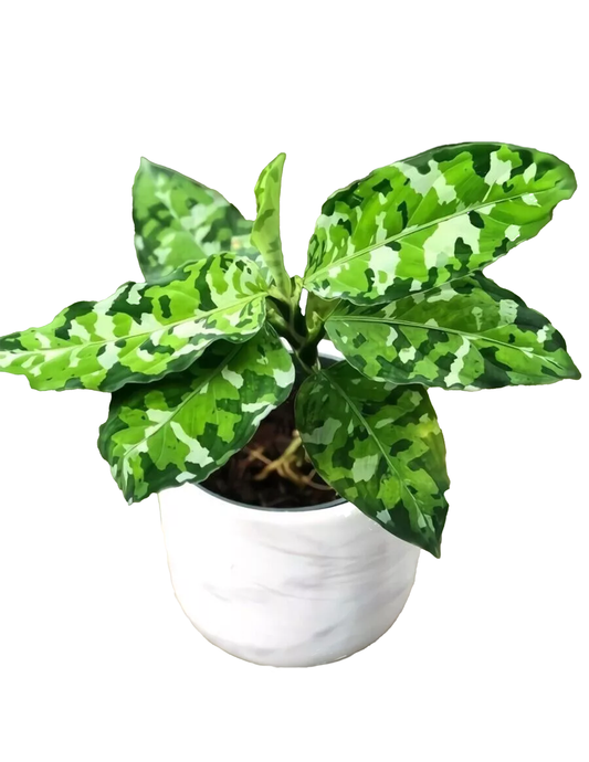 *PRE-ORDEN* Planta de camuflaje - Aglaonema pictum 'Tricolor'