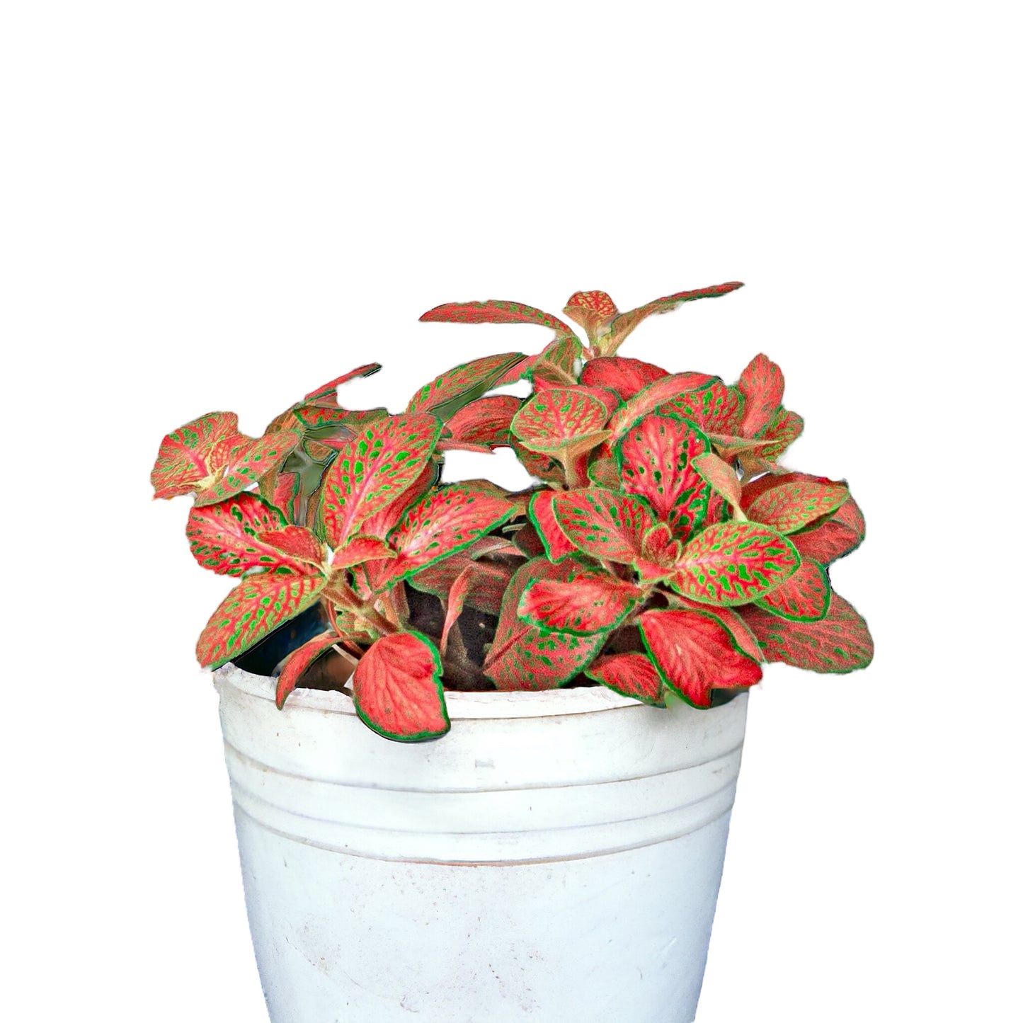 Ruby Lime Fittonia - Fittonia albivenis cv. 'Ruby Lime'