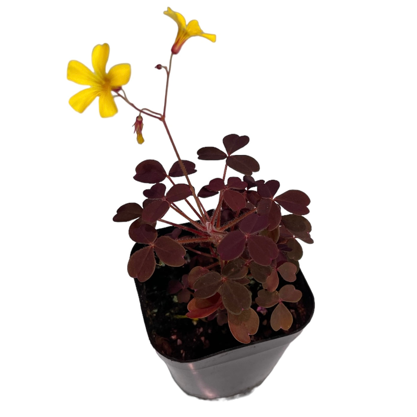 Oseille volcanique - Oxalis spiralis cv. 'Vulcanicule'