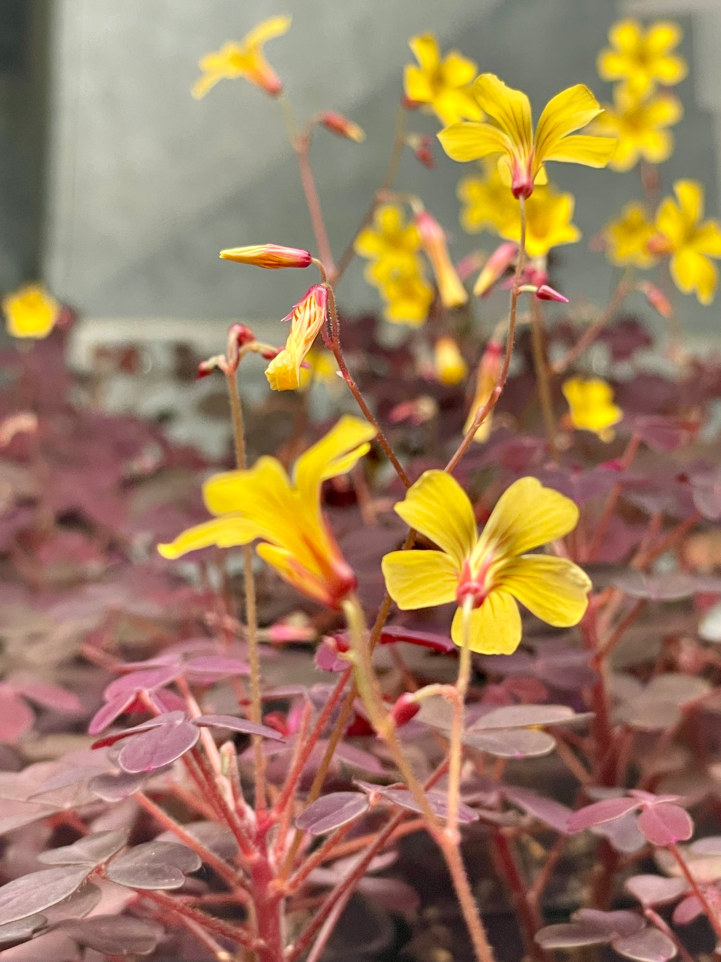 Volcanic Sorrel - Oxalis spiralis cv. 'Vulcanicola'