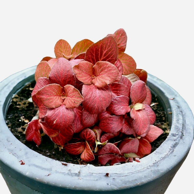 Fittonia à flamme rouge - Fittonia albivenis cv. 'Flamme rouge'
