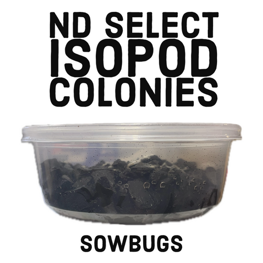 ND Select Isopod Colonies: Sowbugs (Woodlice)