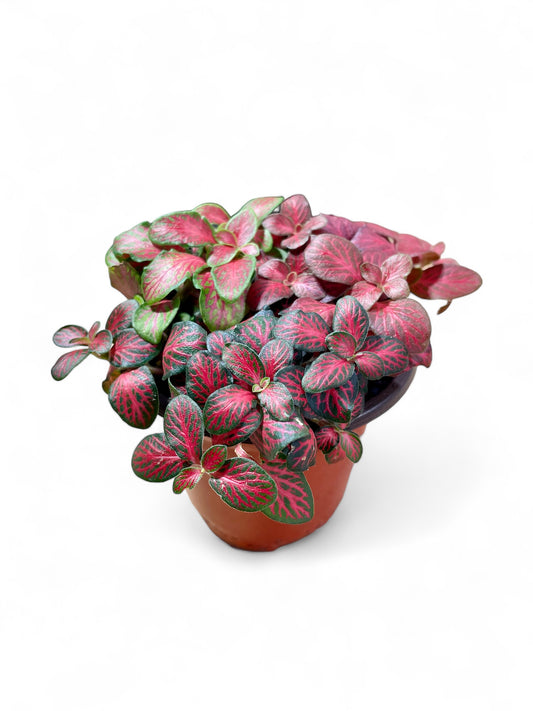 Fittonia mixta "Red Trifecta" - F. albivenis 'Verde rubí, rojo mini, rojo llama'