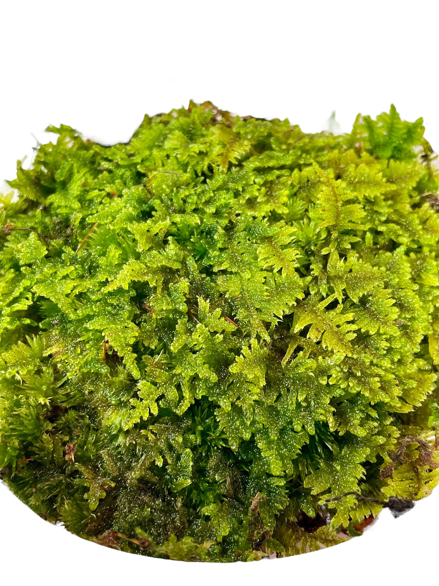 Brocade Moss - Hypnum imponens