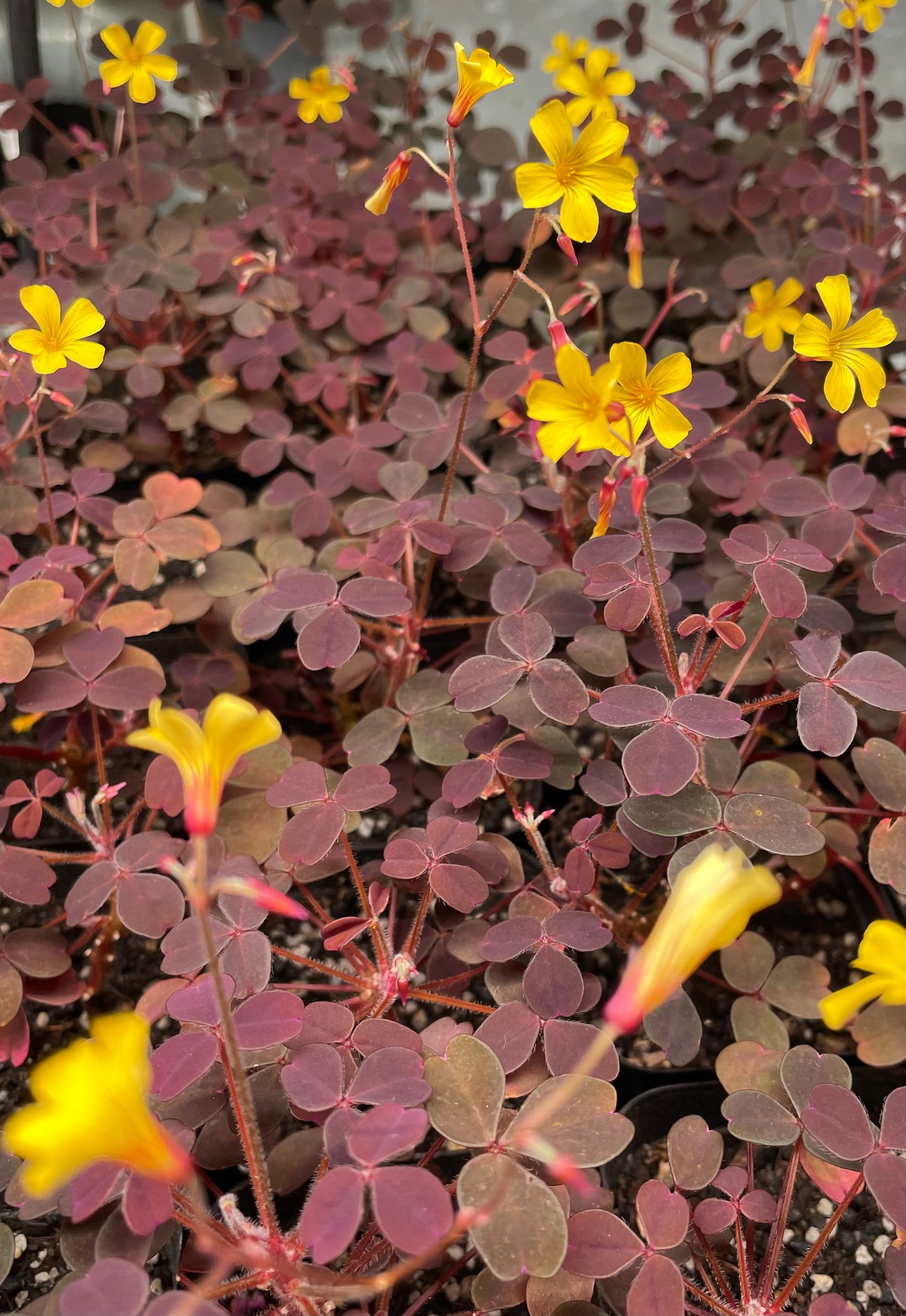 Oseille volcanique - Oxalis spiralis cv. 'Vulcanicule'