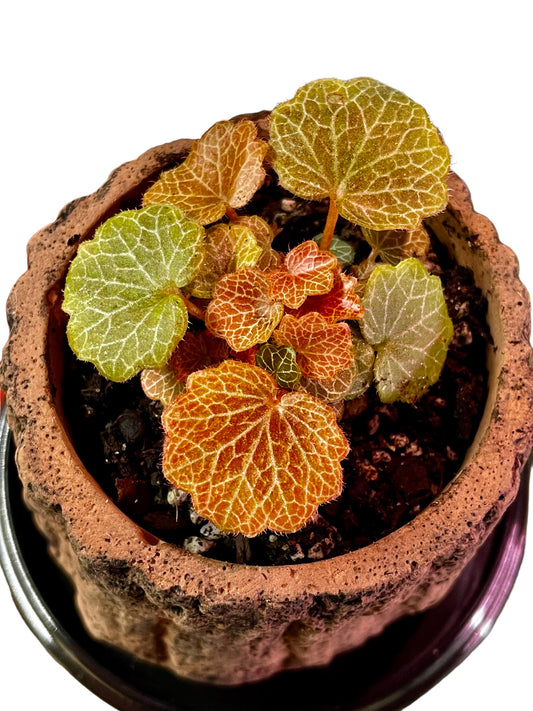 Saxífraga Begonia Micro Fresa - Saxifraga stolonifera f. 'Yakushima'