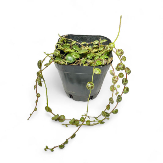 String of Turtles Peperomia - Peperomia prostrata