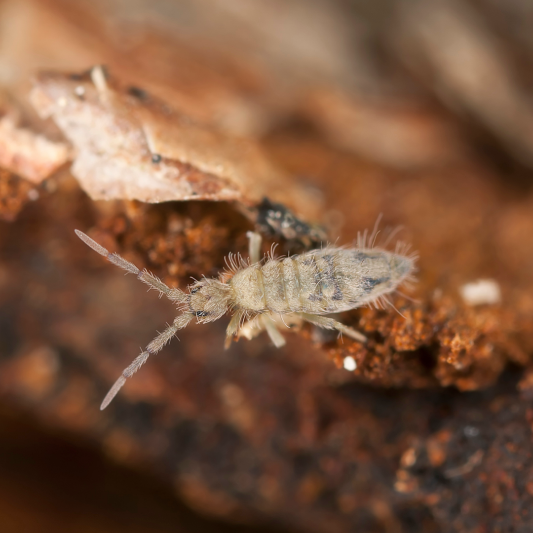 ND Select Isopod Colonies: Springtails (Collembola)