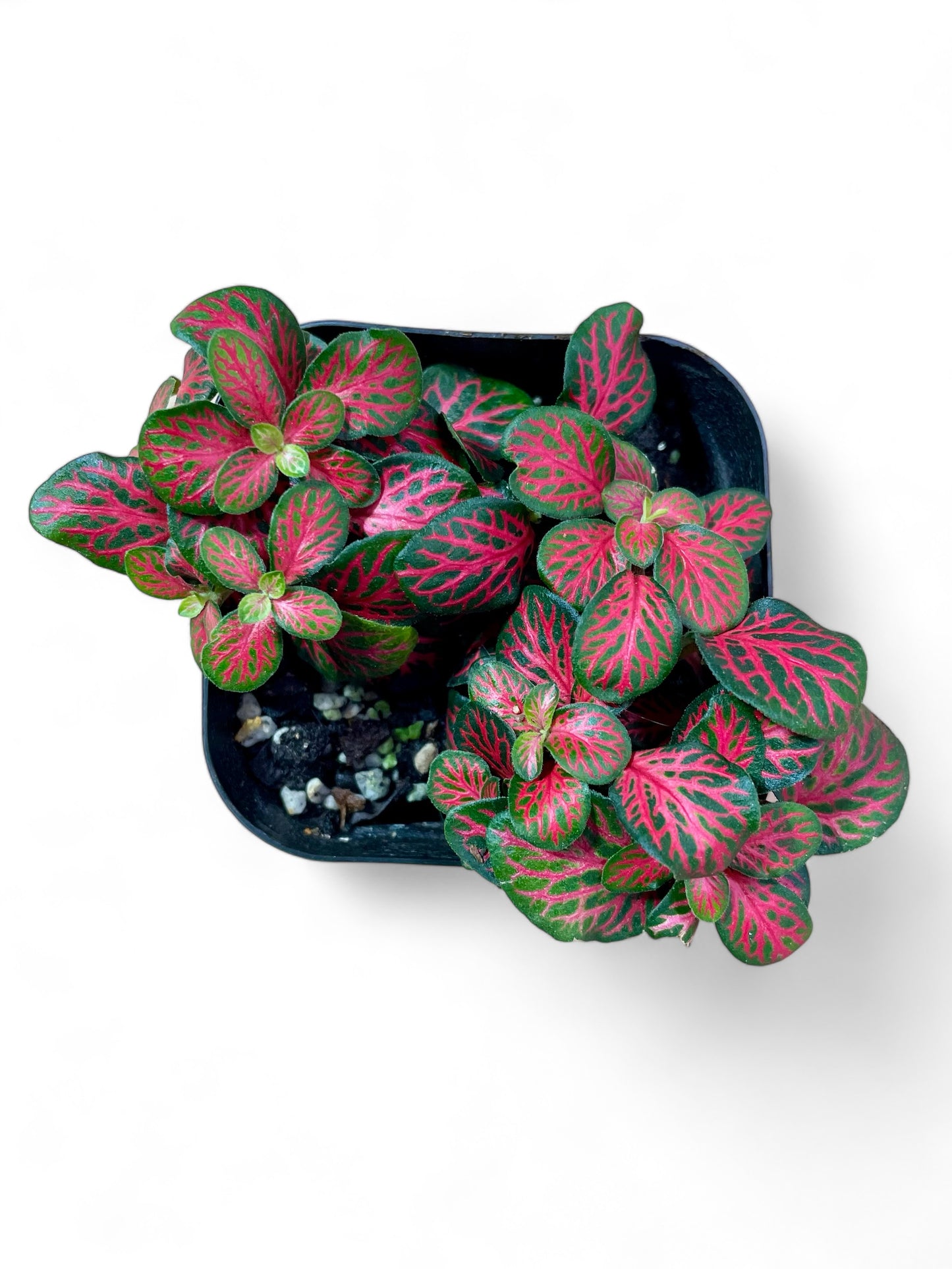 Mini Fittonia rouge - Fittonia albivenis cv. 'Mini Rouge'