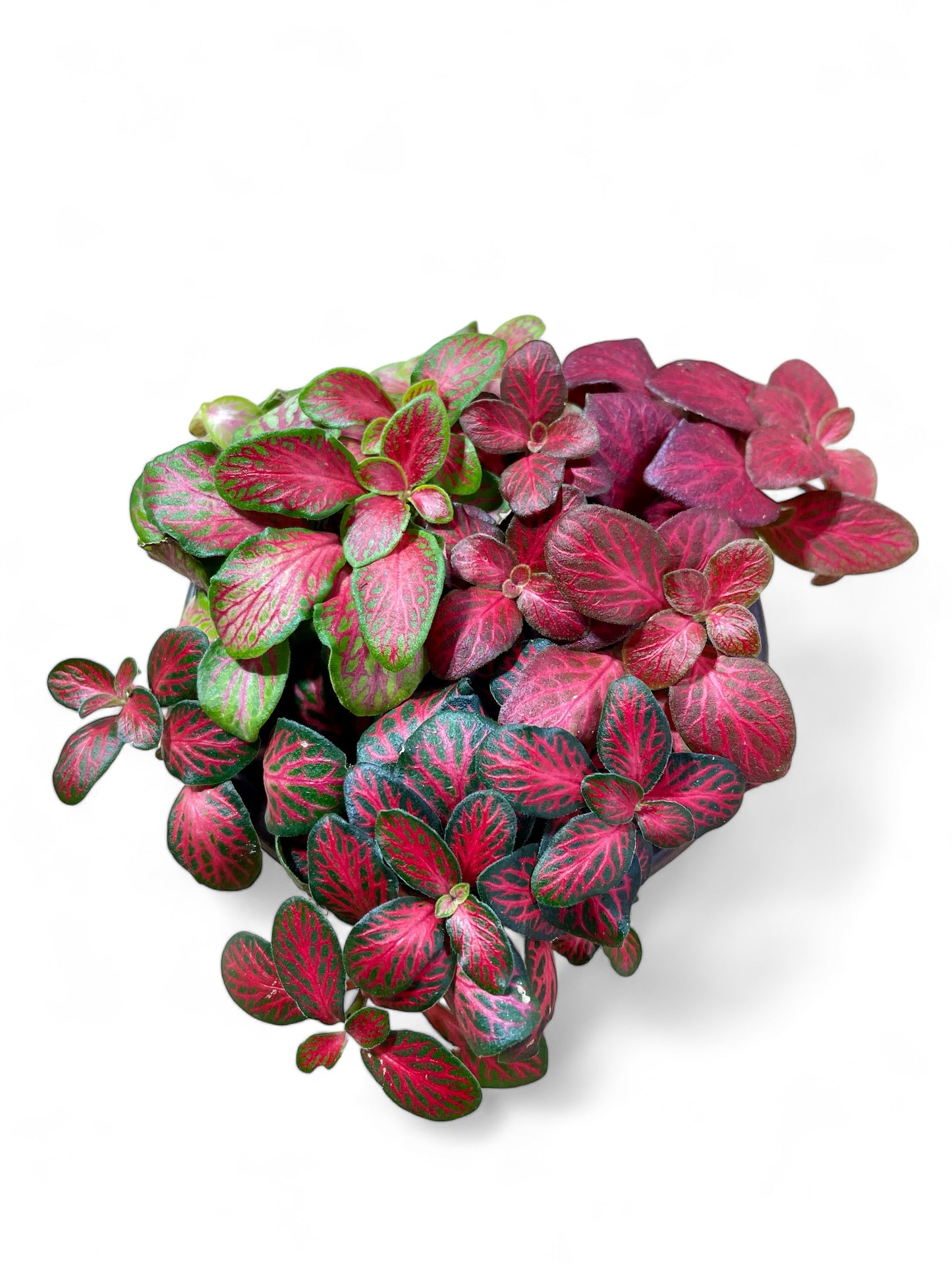 Fittonia mixte "Red Trifecta" - F. albivenis 'Ruby Green, Mini Red, Flame Red'
