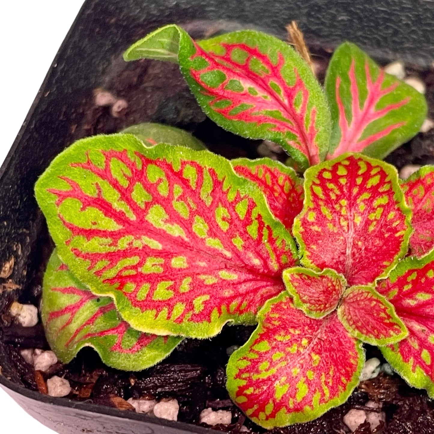 Ruby Lime Fittonia - Fittonia albivenis cv. 'Ruby Lime'