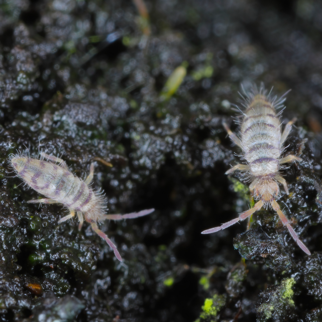 ND Select Isopod Colonies: Springtails (Collembola)