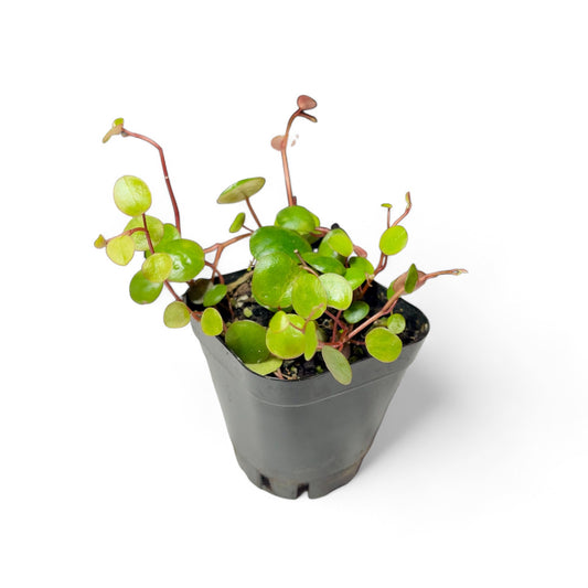 Peperomia en cascada de rubí - Peperomia rotundifolia