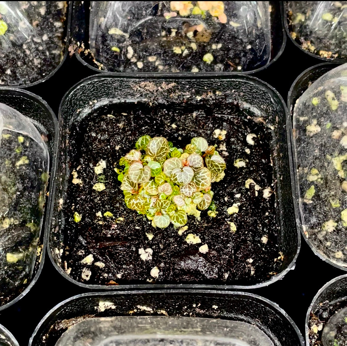 Micro Strawberry Begonia Saxifrage - Saxifraga stolonifera f. ‘Yakushima’