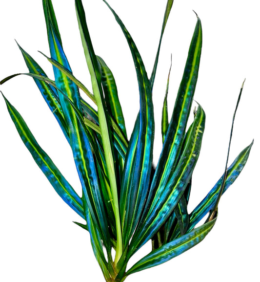 Juncia de cola azul 'Hoja ancha' - Mapania enodis sp. 'Bandung Bule' (sinónimo de Caudata de hoja ancha)
