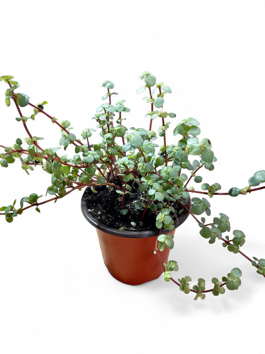Turquoise/Silver Sparkle Clearweed - Pilea libanensis cv. 'Glaucophylla'