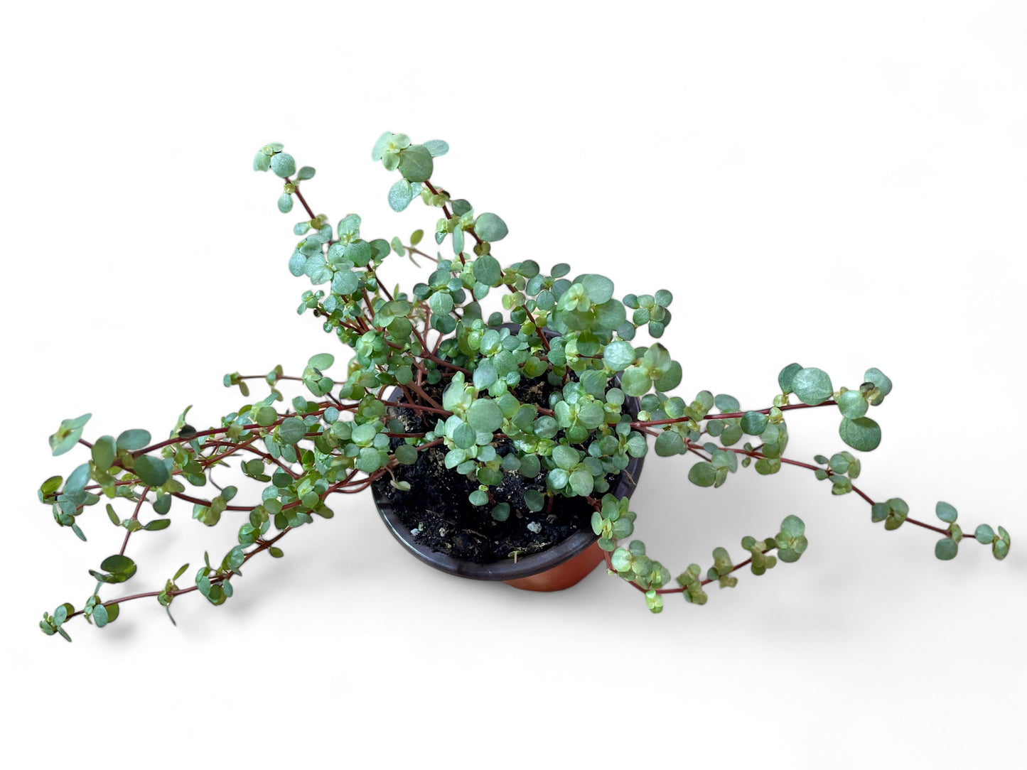 Clearweed Turquoise/Silver Sparkle - Pilea libanensis cv. 'Glaucophylla'