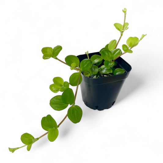 Three Leaved Peperomia - Peperomia trifolia