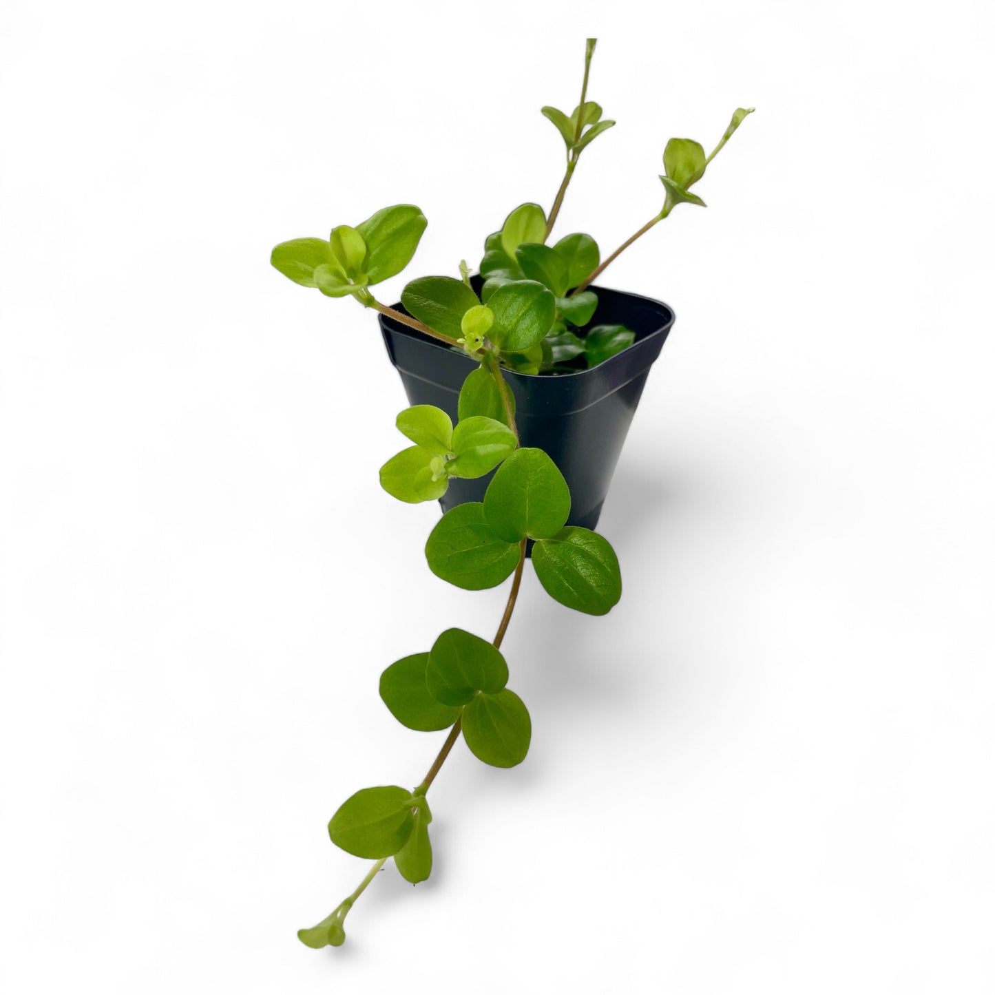 Three Leaved Peperomia - Peperomia trifolia