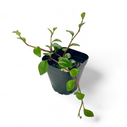 Amigo Marcello Peperomia - Peperomia trinervula