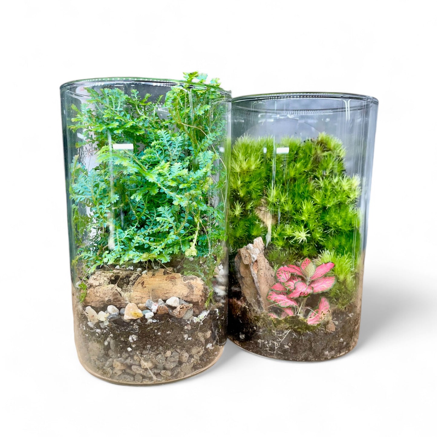 Basic Terrarium Starter Kit (DIY)