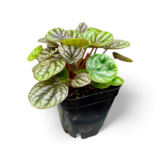 Peperomia à feuilles ondulées 'Burbella' - Peperomia caperata cv. "Burbella"